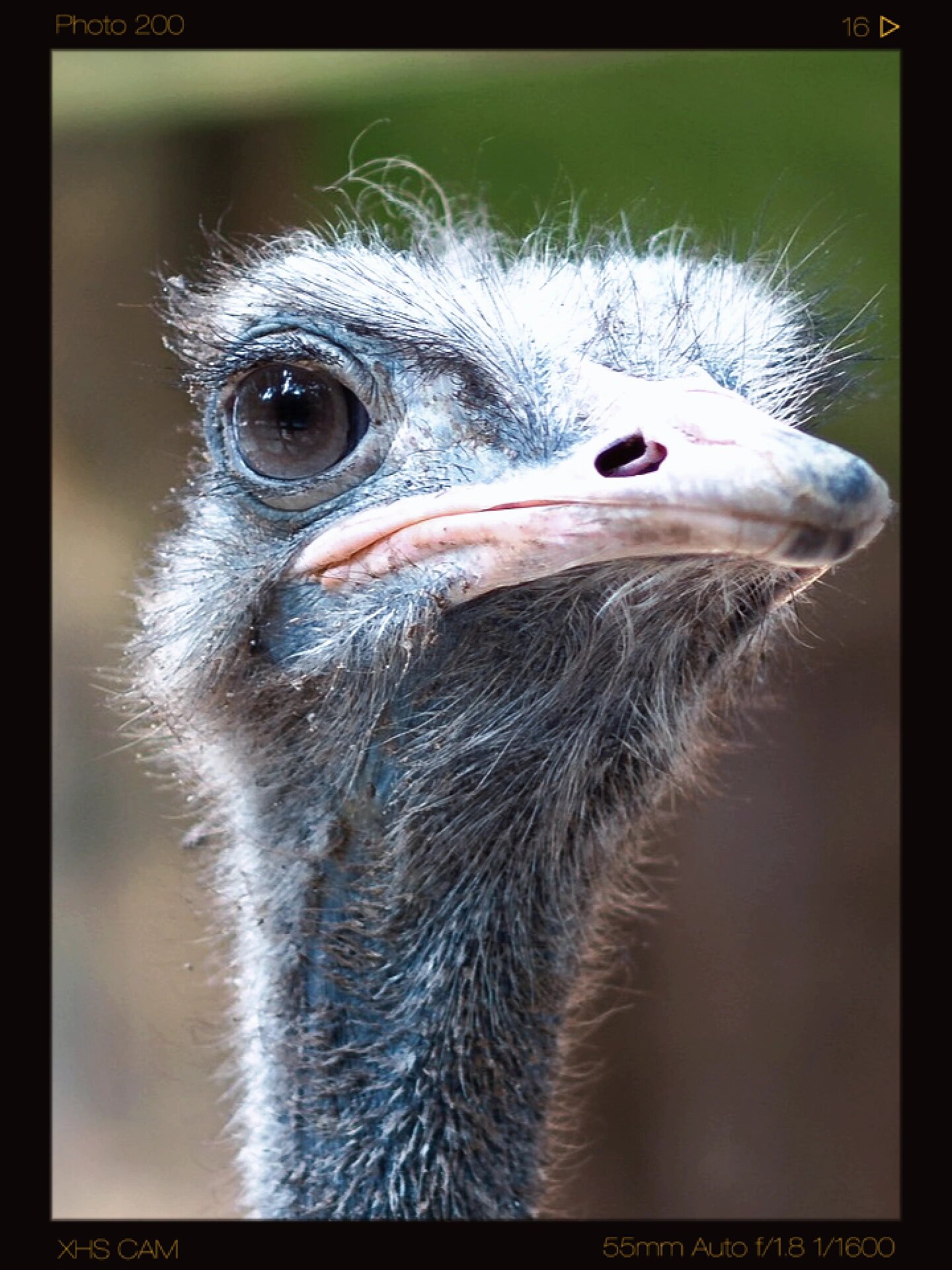 每天认识一种非洲动物|鸵鸟