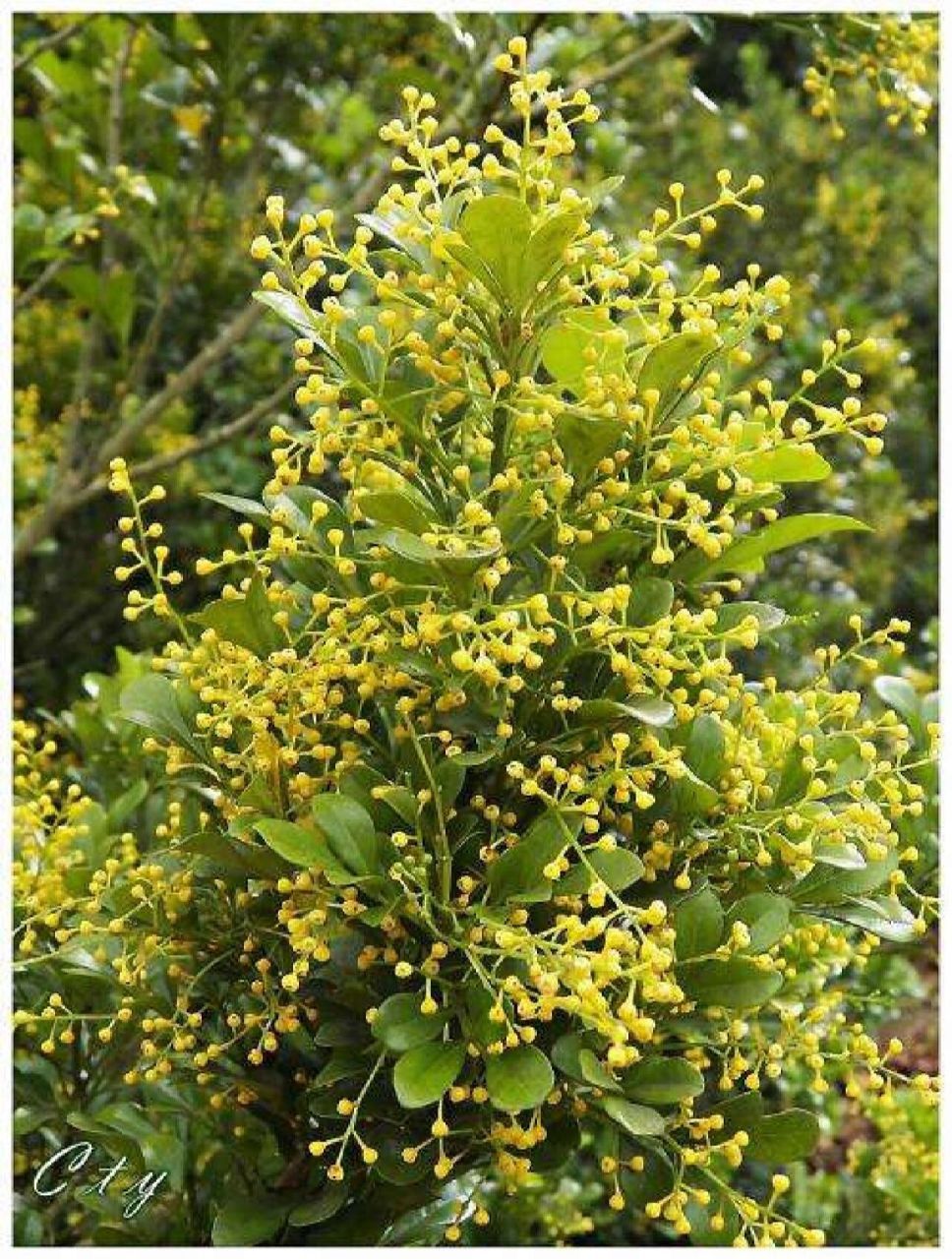 米仔兰的花语  米仔兰(学名:aglaia odorata lour.