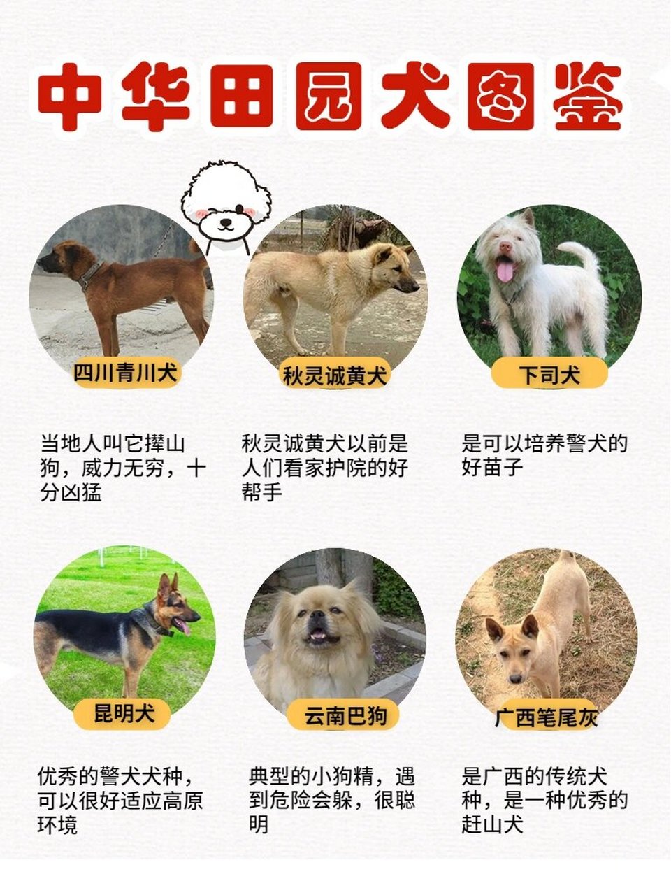 36种中华田园犬6015他们有名字,不叫大黄 中华田园犬中包含了很多