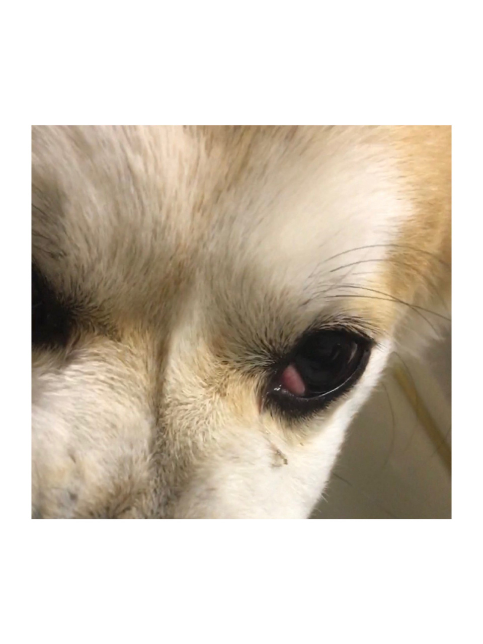 这其实是第三眼睑腺脱出(增生),俗称"樱桃眼",指第三眼睑腺体自內