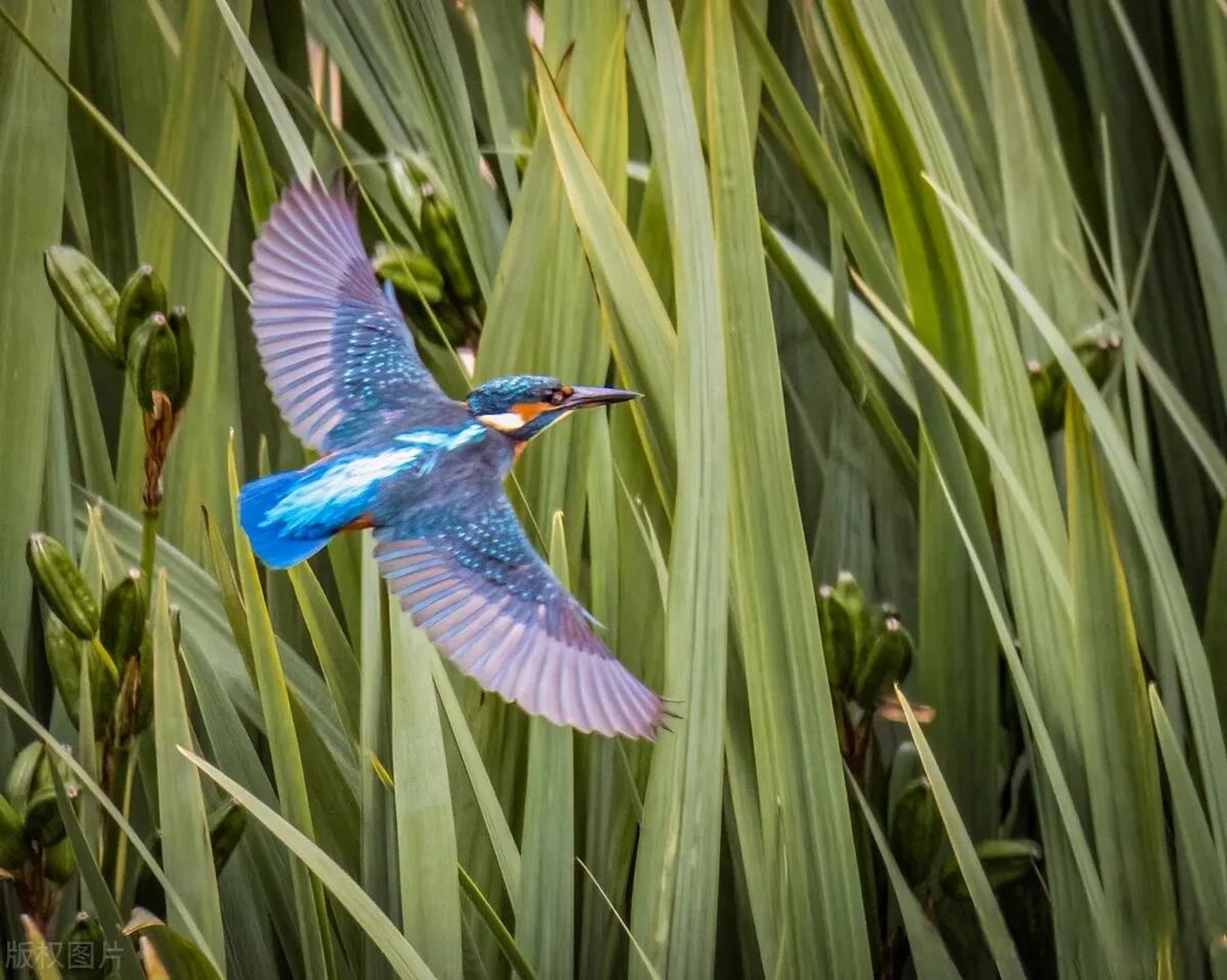 英国摄影师诺福克郡拍摄翠鸟 轻巧灵动美不胜收 英国诺福克郡,摄影师