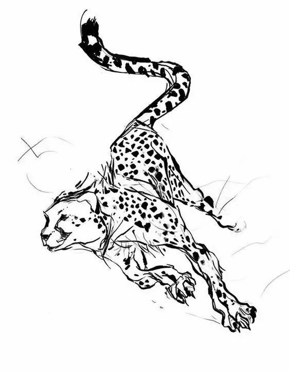 美术干货| 豹子的画法