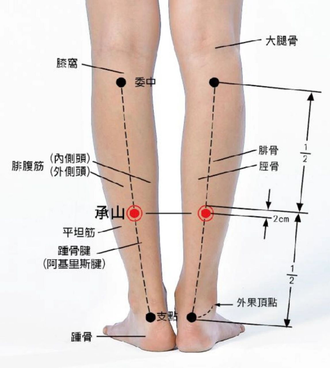 大腿根经络图图片