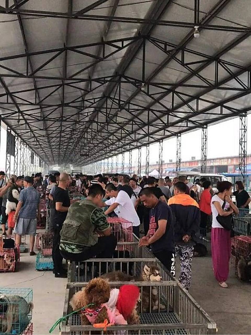 北京狗市,北京宠物市场,最大狗市新北京狗市 商户多,品种齐全.