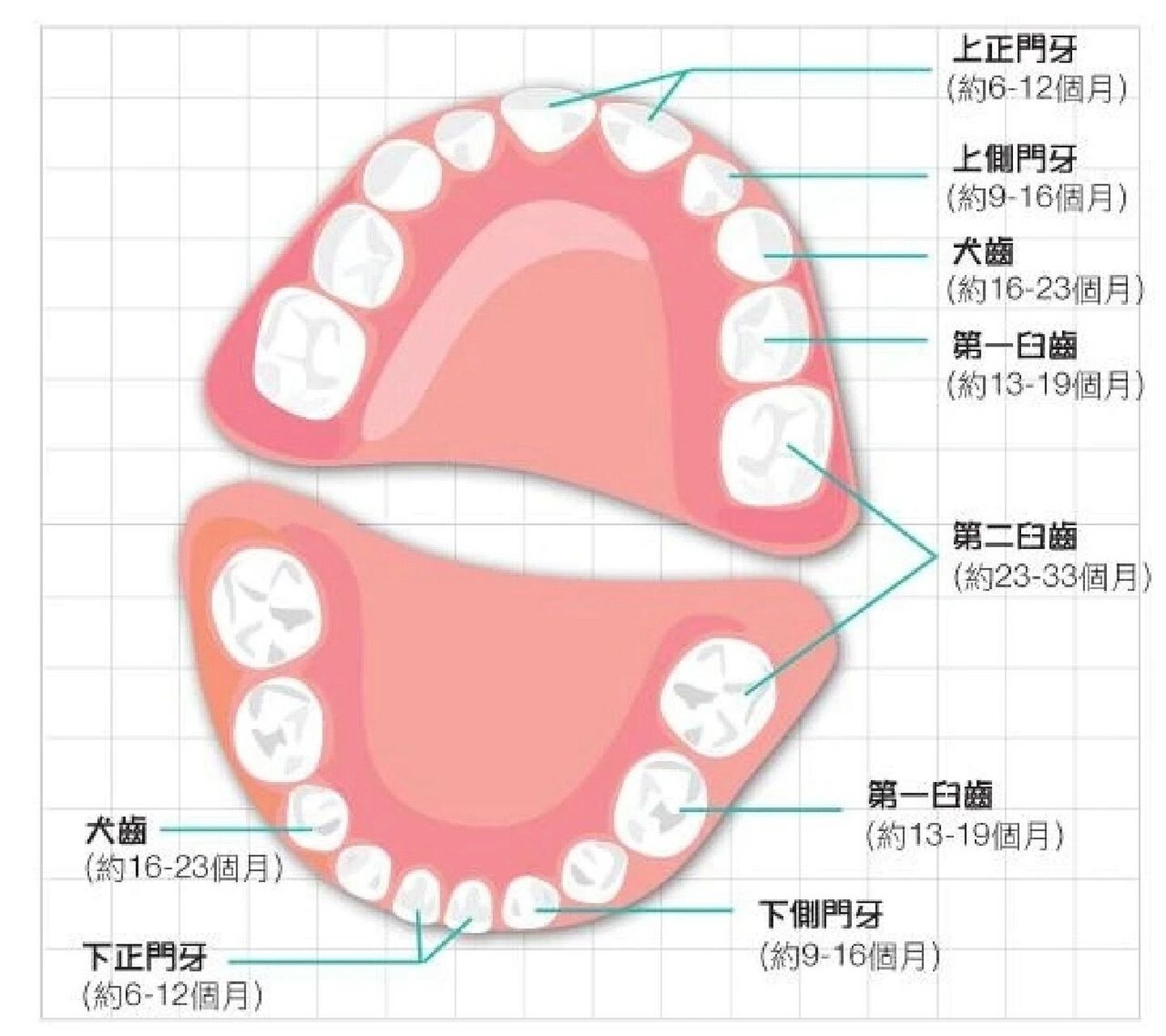 32颗牙齿排列示意图图片
