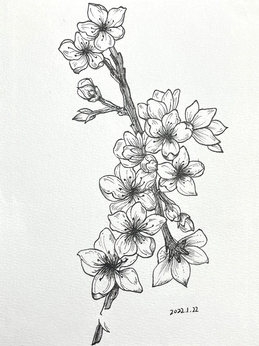 桃花线稿95|针管笔手绘|花卉|附过程图