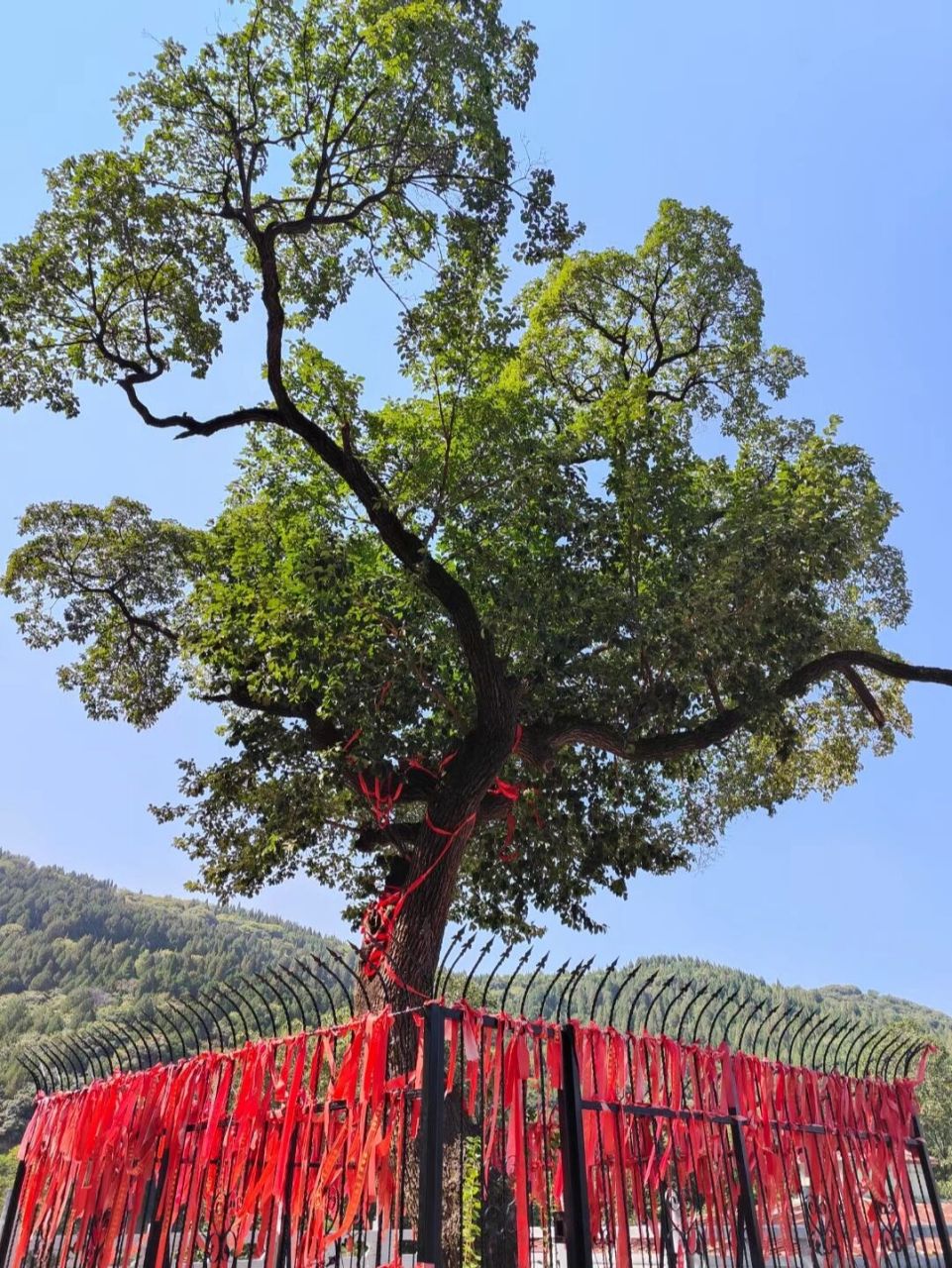 降龙树诞生的年代应属于第四纪冰川时期前