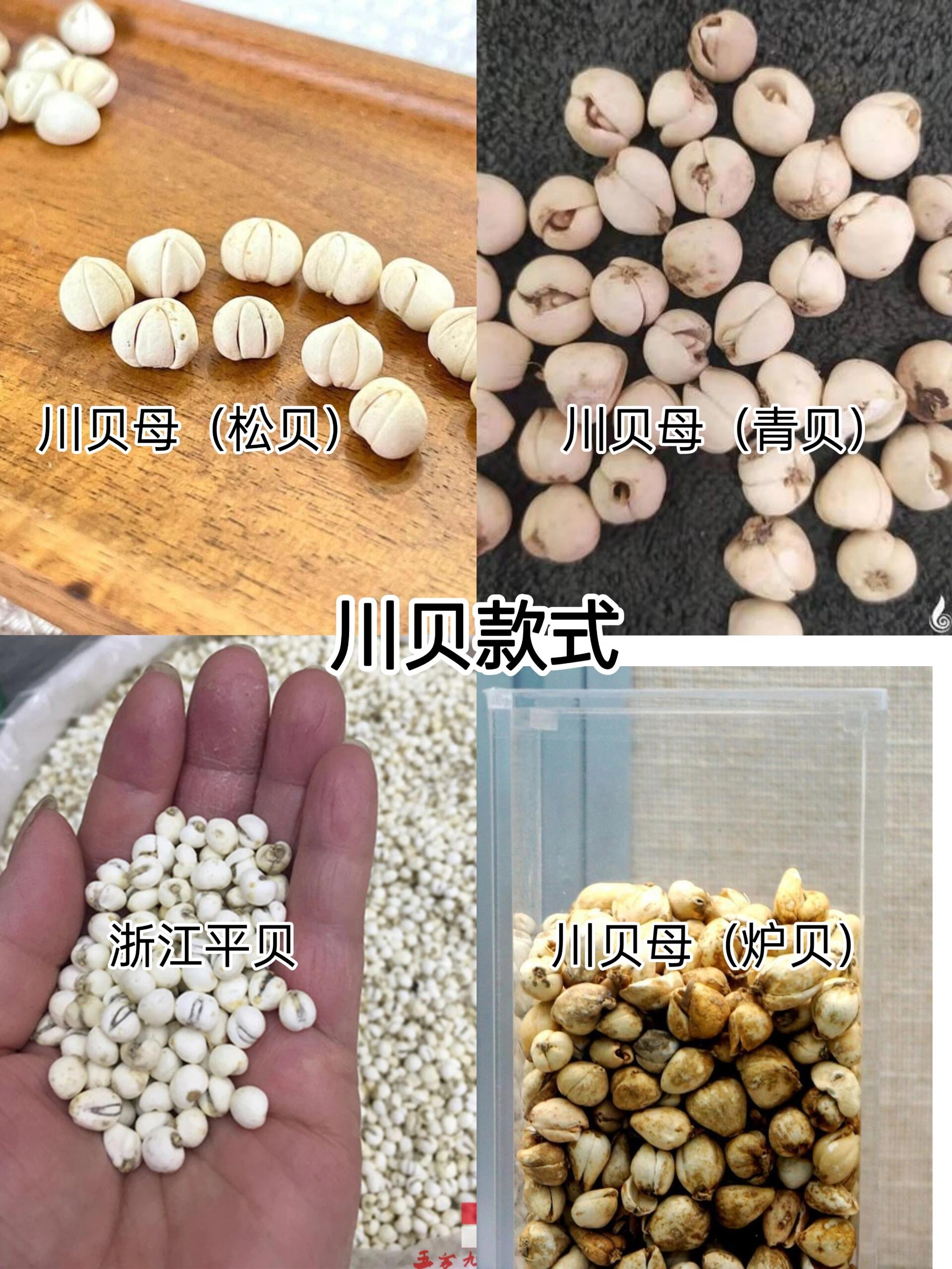 药食同源篇📝你对川贝了解吗❓ 【川贝】 ⭐别名:松贝,青贝,炉