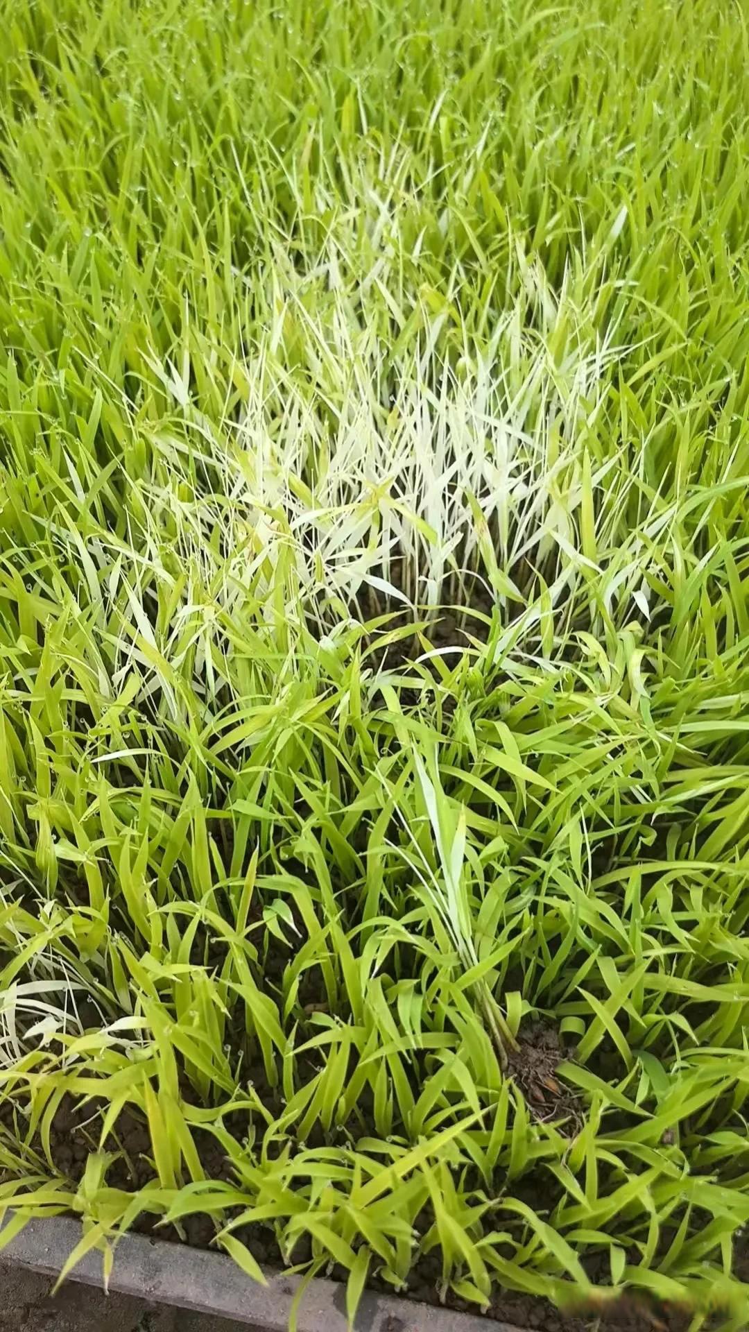 找到白化苗的真正原因