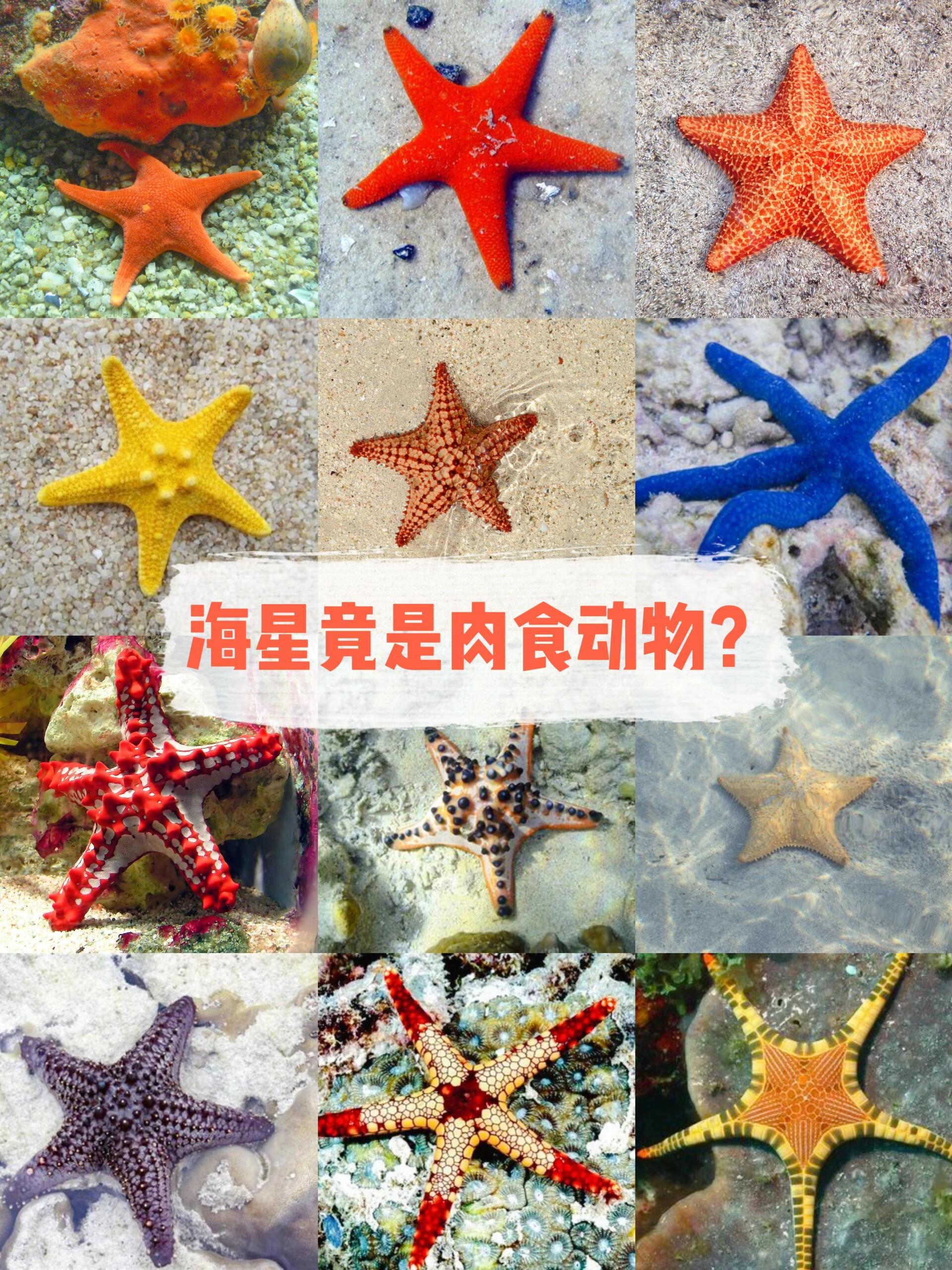 海星没有大脑和心脏?还是肉食动物?