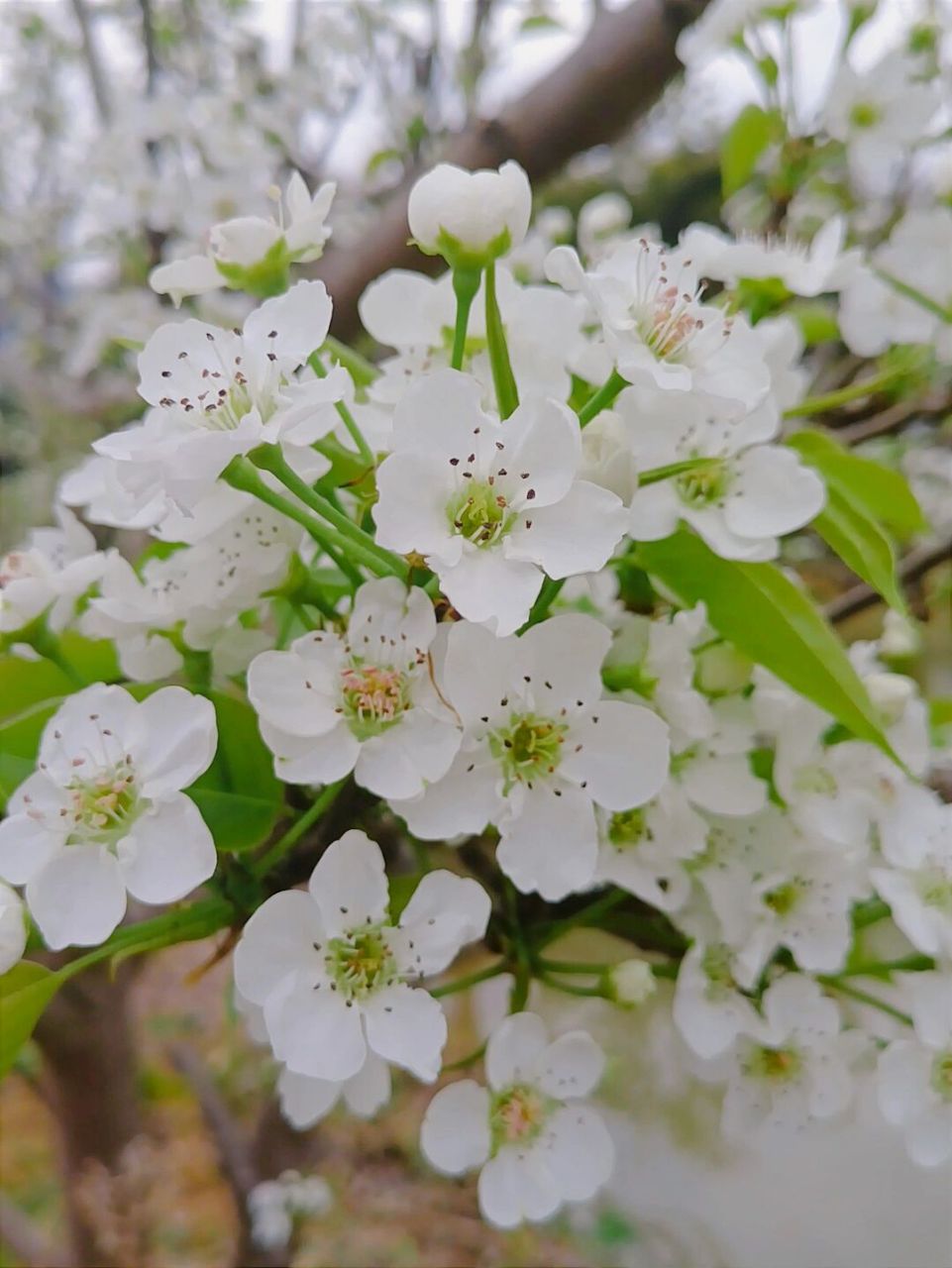 李花和梨花图片