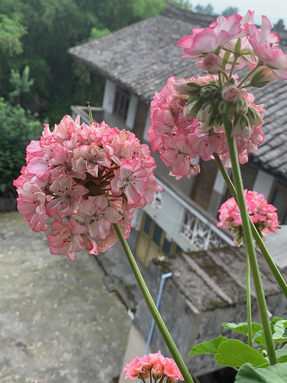 天竺葵——舞裙 舞裙是一款和棒棒糖一样的傻大个 花束直立强 可以做