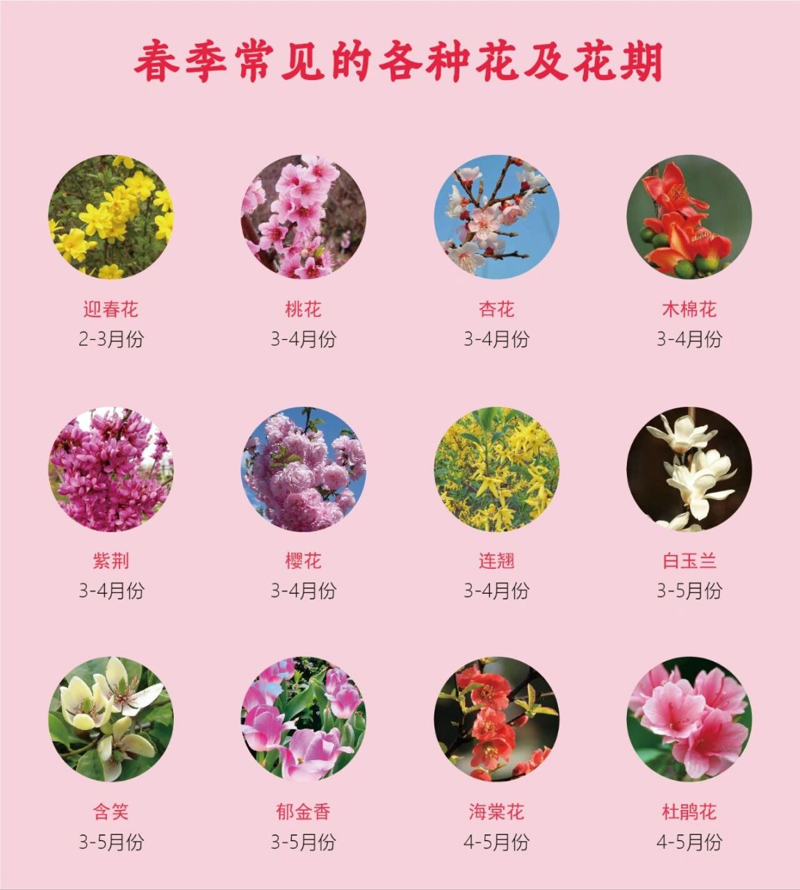 常见花的花期表图片