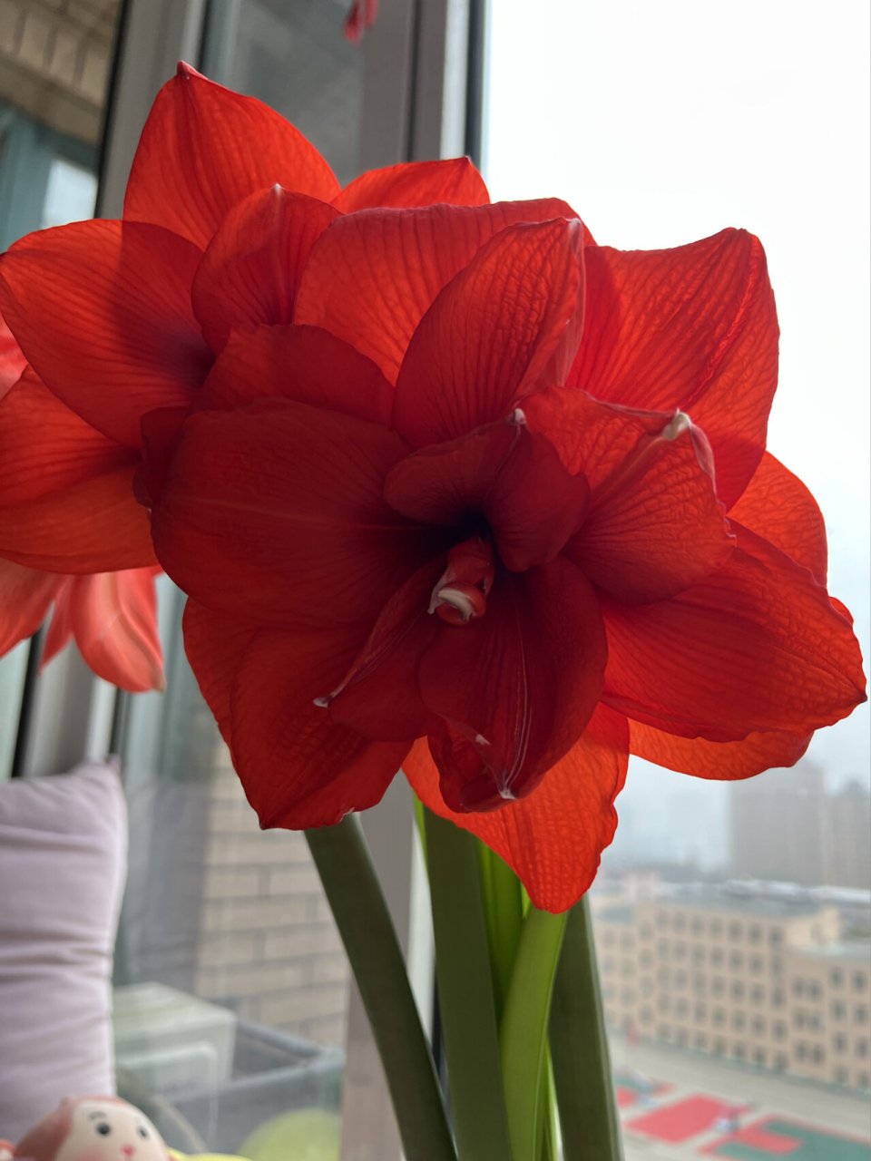 朱顶红双王 两个花剑,四朵花,美的无法用语言形容,有点好奇为什么叫双