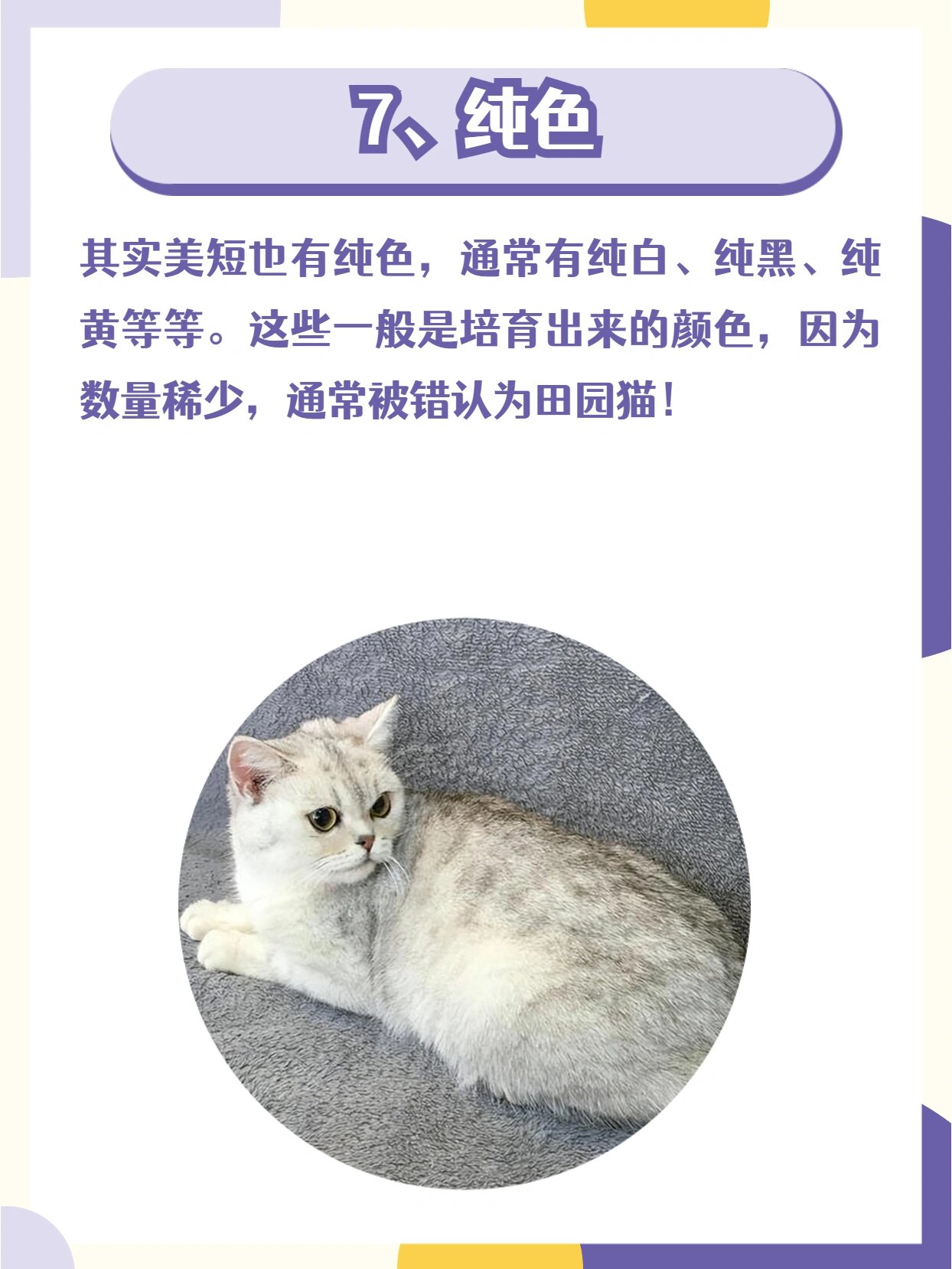 常见的76615种美短猫花色,你都认识吗?