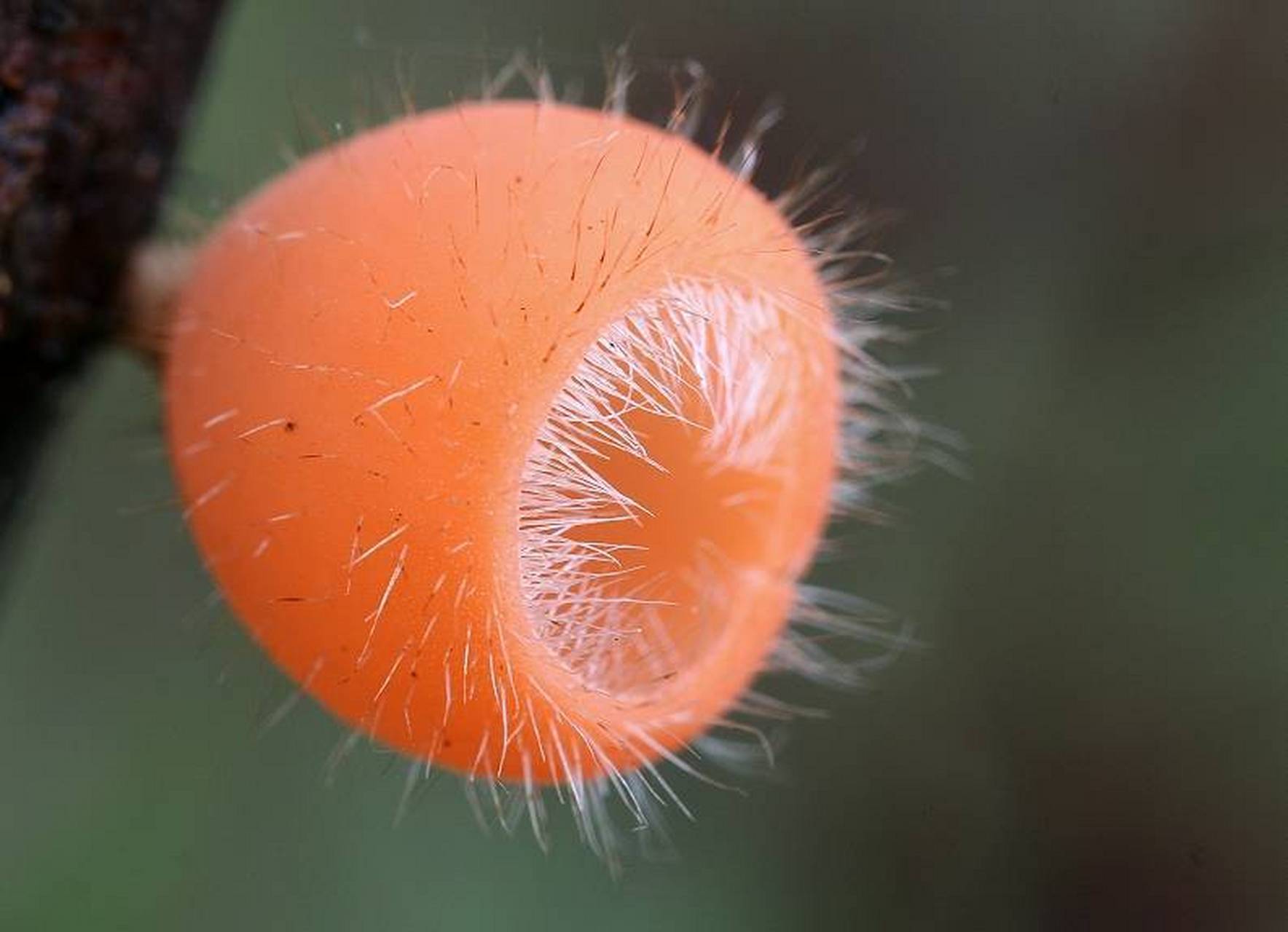 超可爱的毛茸茸蘑菇 毛杯菌屬0202cookeina 其成员可能存在于全