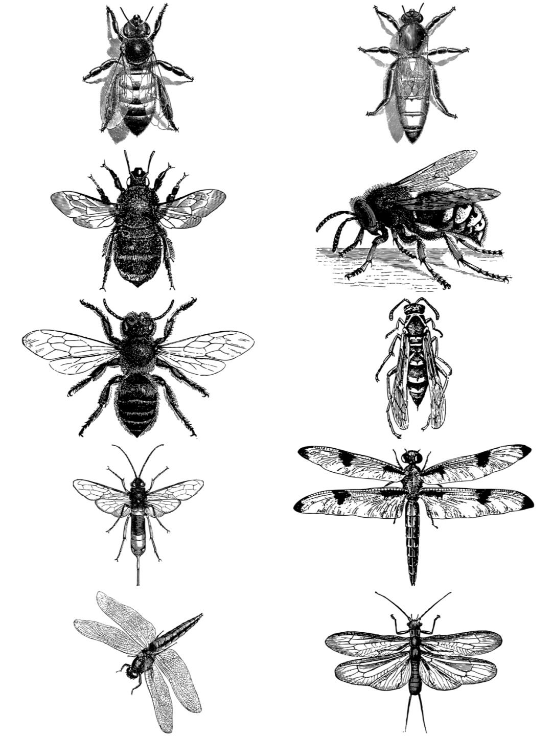 素描昆虫蝴蝶蜘蛛蜻蜓素材图