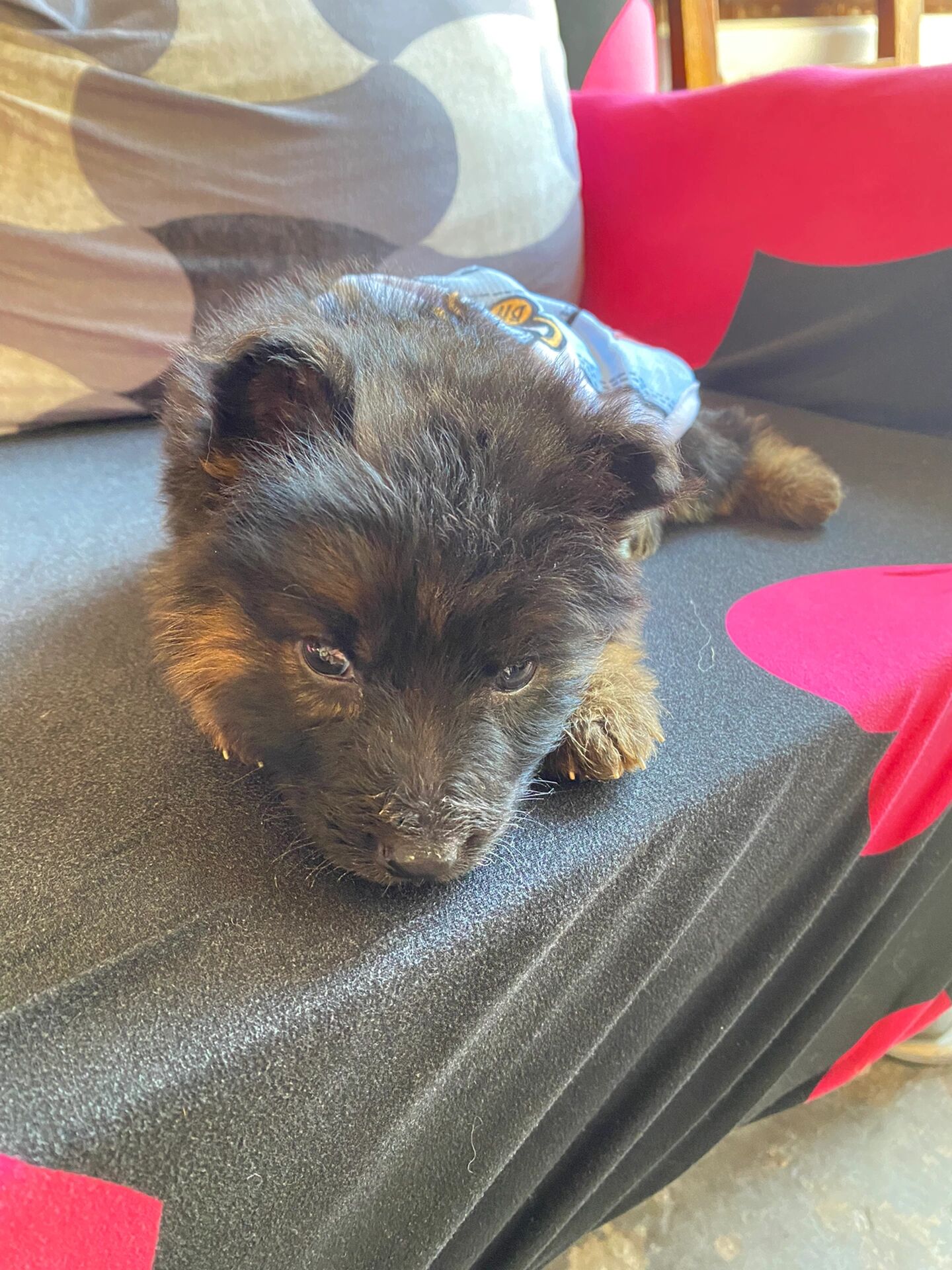 一个月的小德牧 记录黑妞的成长日记