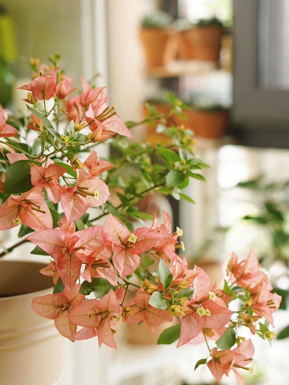 三角梅卡亚塔 买来第一次开花,复古色,个人觉得好养 渣图随便拍拍