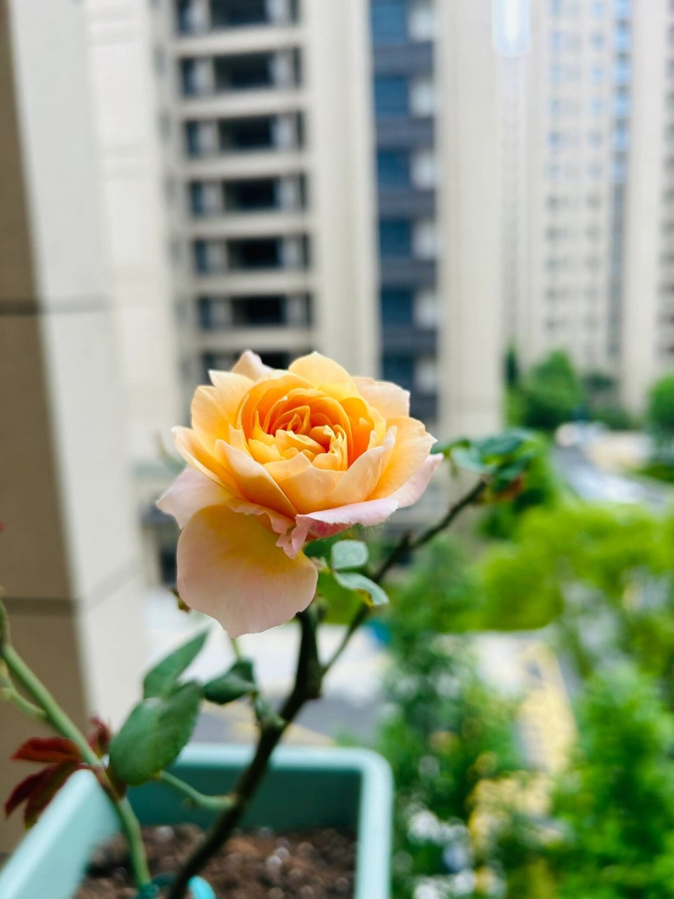 月季朱丽叶塔 今年第二波朱丽叶塔开出了朱丽叶的即视感 朱丽叶塔是