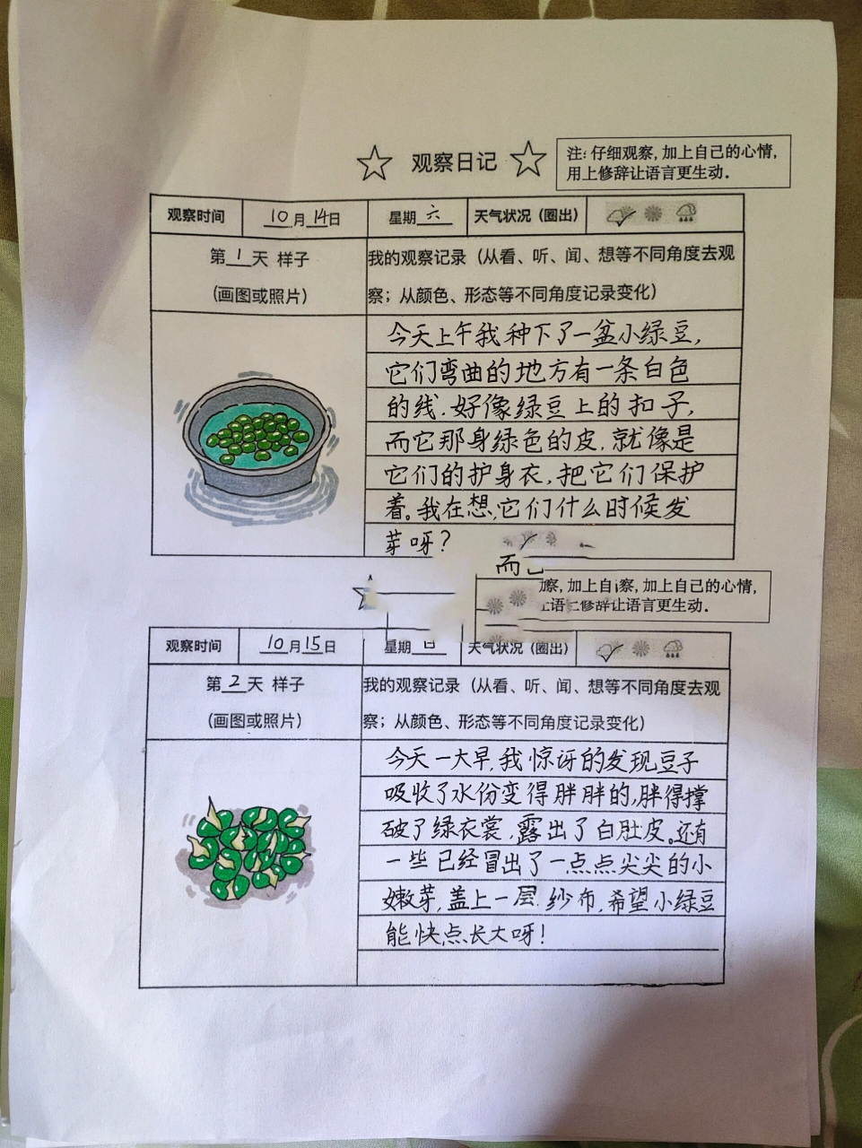 小豆芽观察日记 绘画版