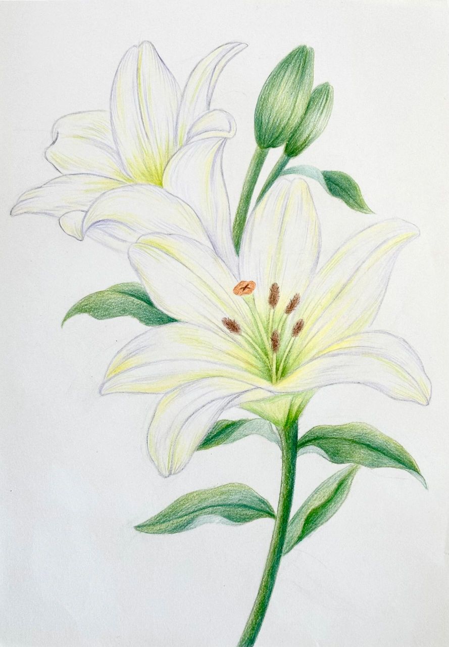 彩铅 手绘白百合