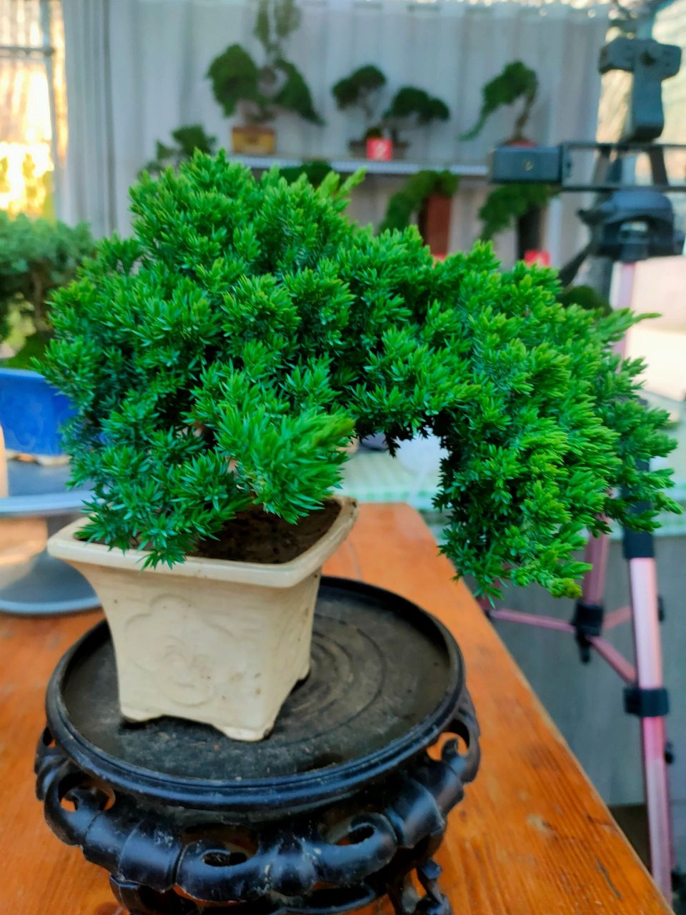 新西兰珍珠柏喜欢阳光,根据生长情况来浇水,定期喷施水雾,生长期适量