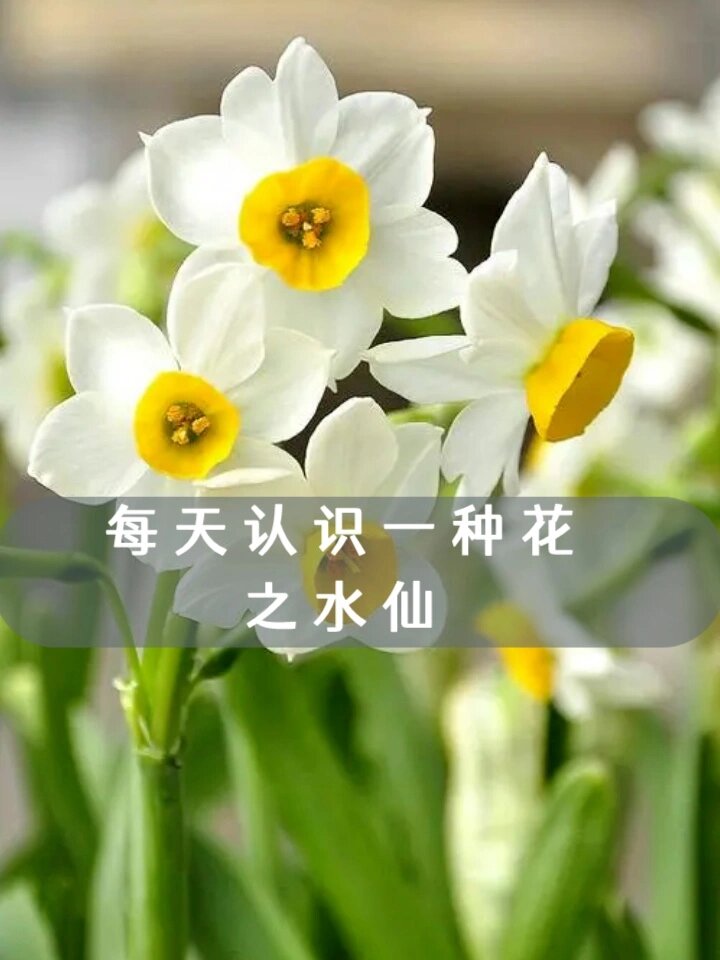 每天认识一种花之水仙 水仙