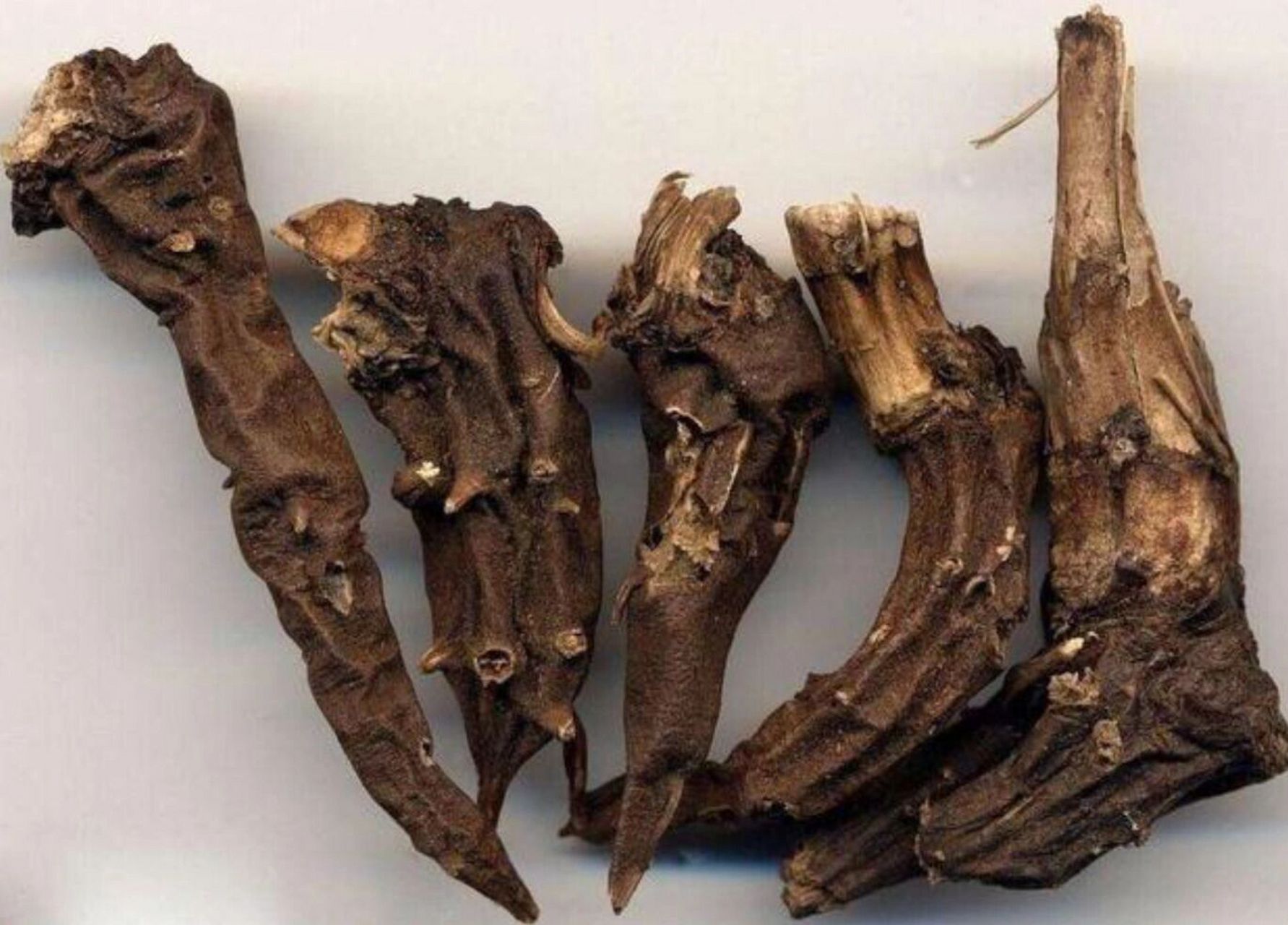 不背中药之川乌,草乌 今天要跟大家说两味有剧毒的药物:川乌和草乌 它