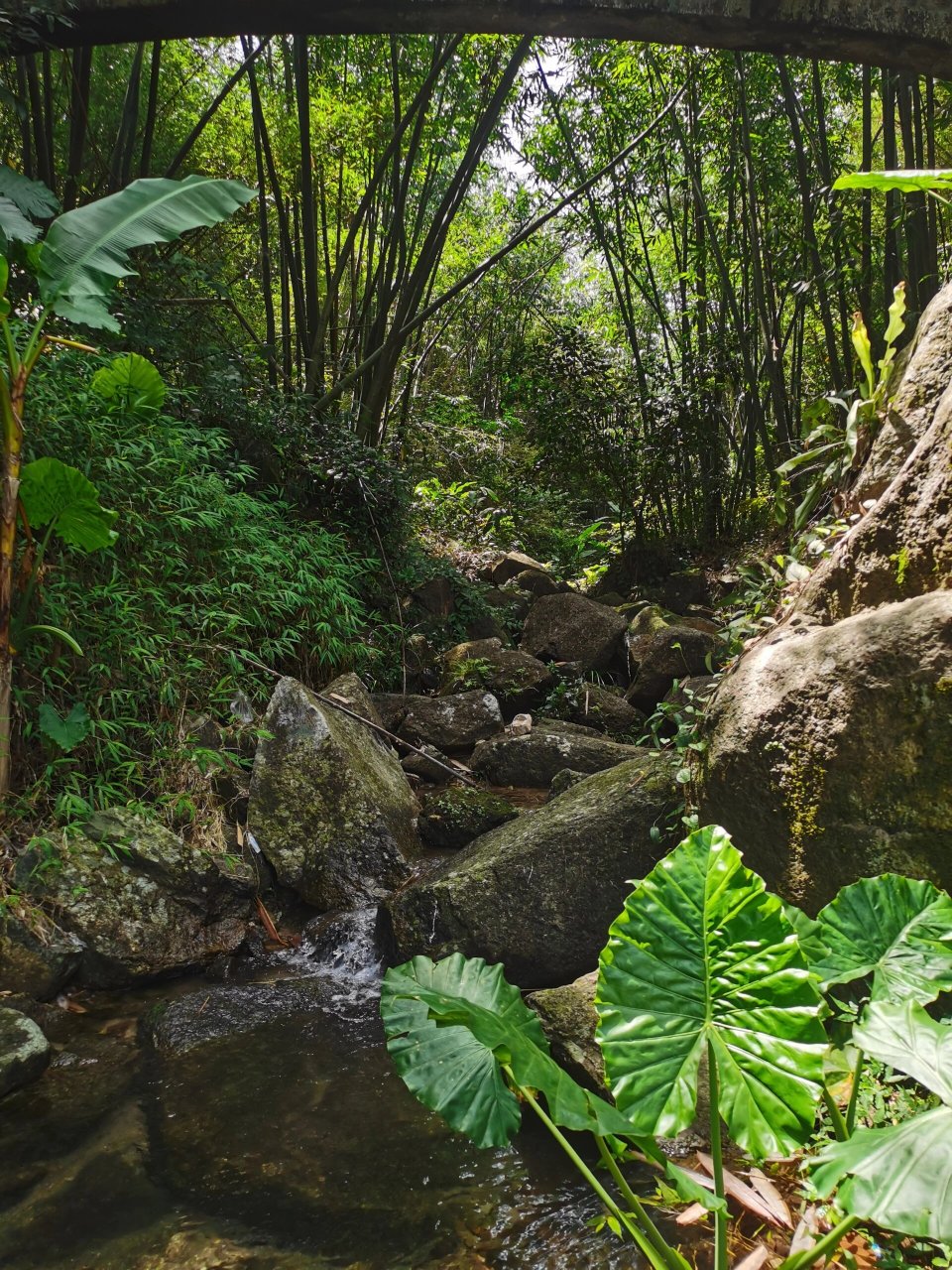 阳西县东水山森林公园