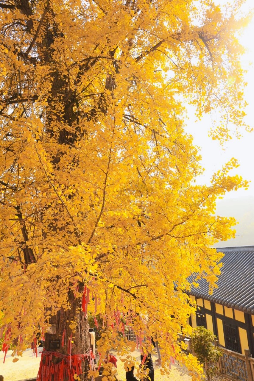 重庆天星寺的千年银杏最佳观赏期到了 重庆天星寺的千年银杏最佳观赏