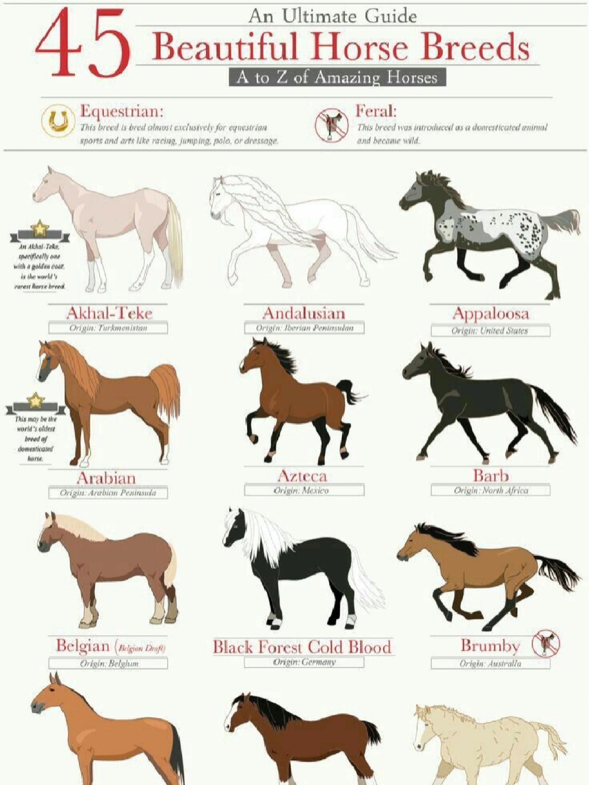 马百科 | 45种漂亮的马品种