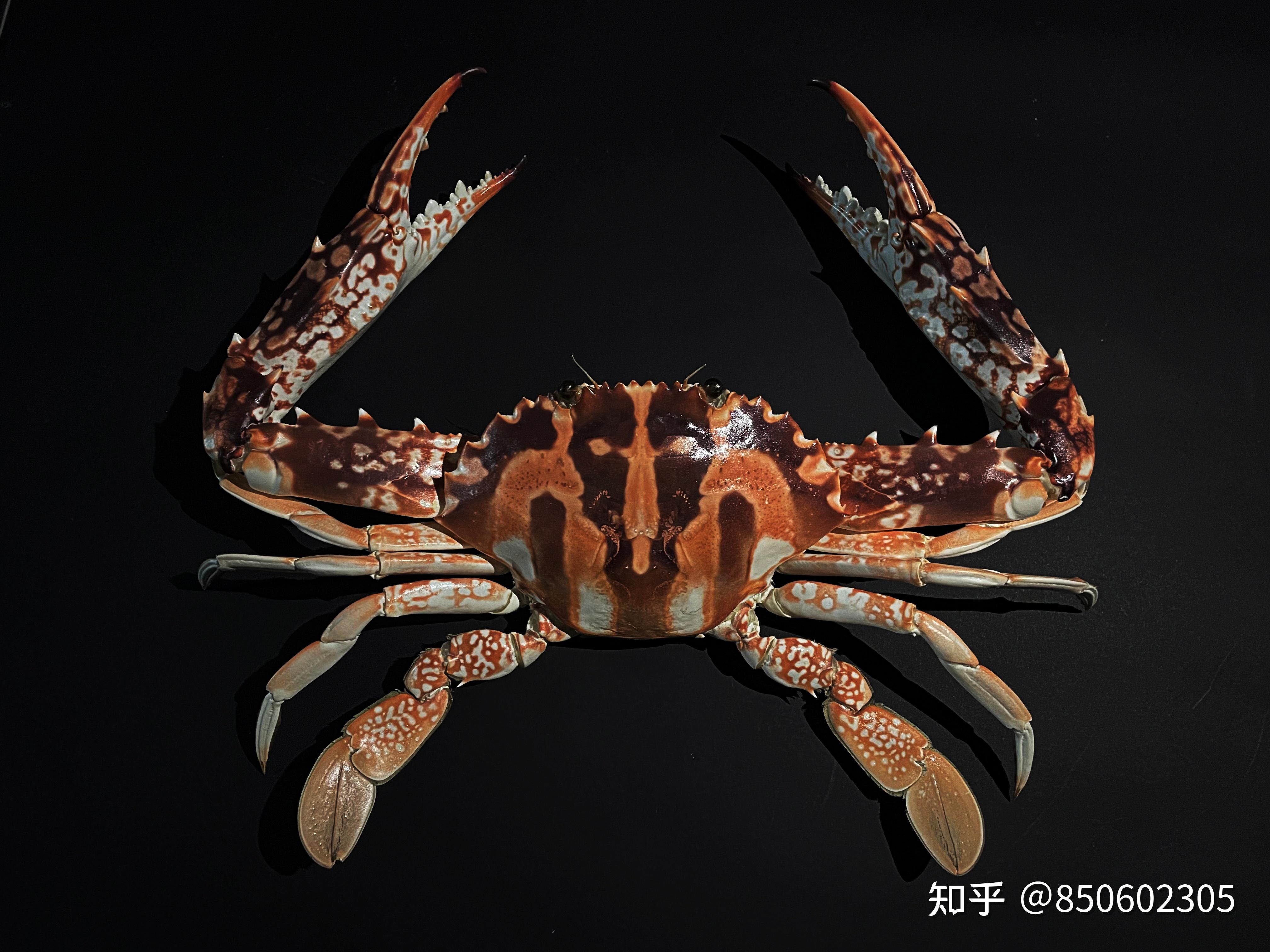 广州的花蟹和三目蟹有区别吗是两种品类还是花蟹包括三目蟹