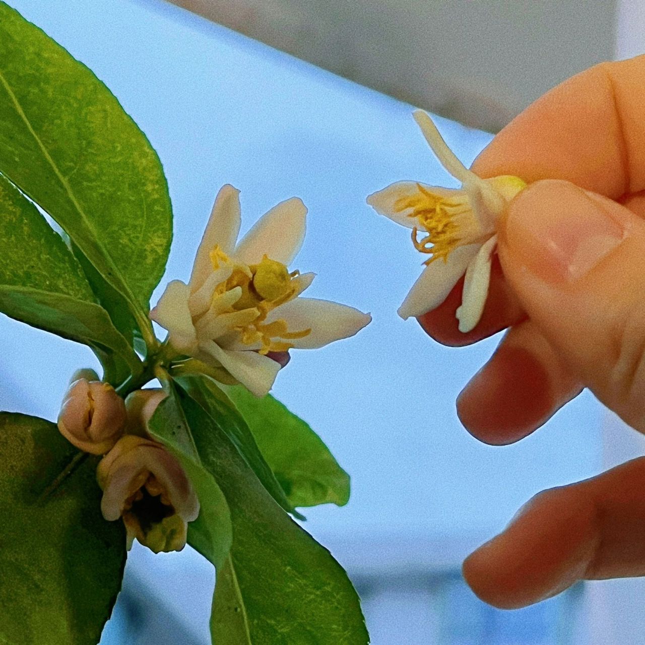 柠檬93雄花和雌花识别 授粉教程!