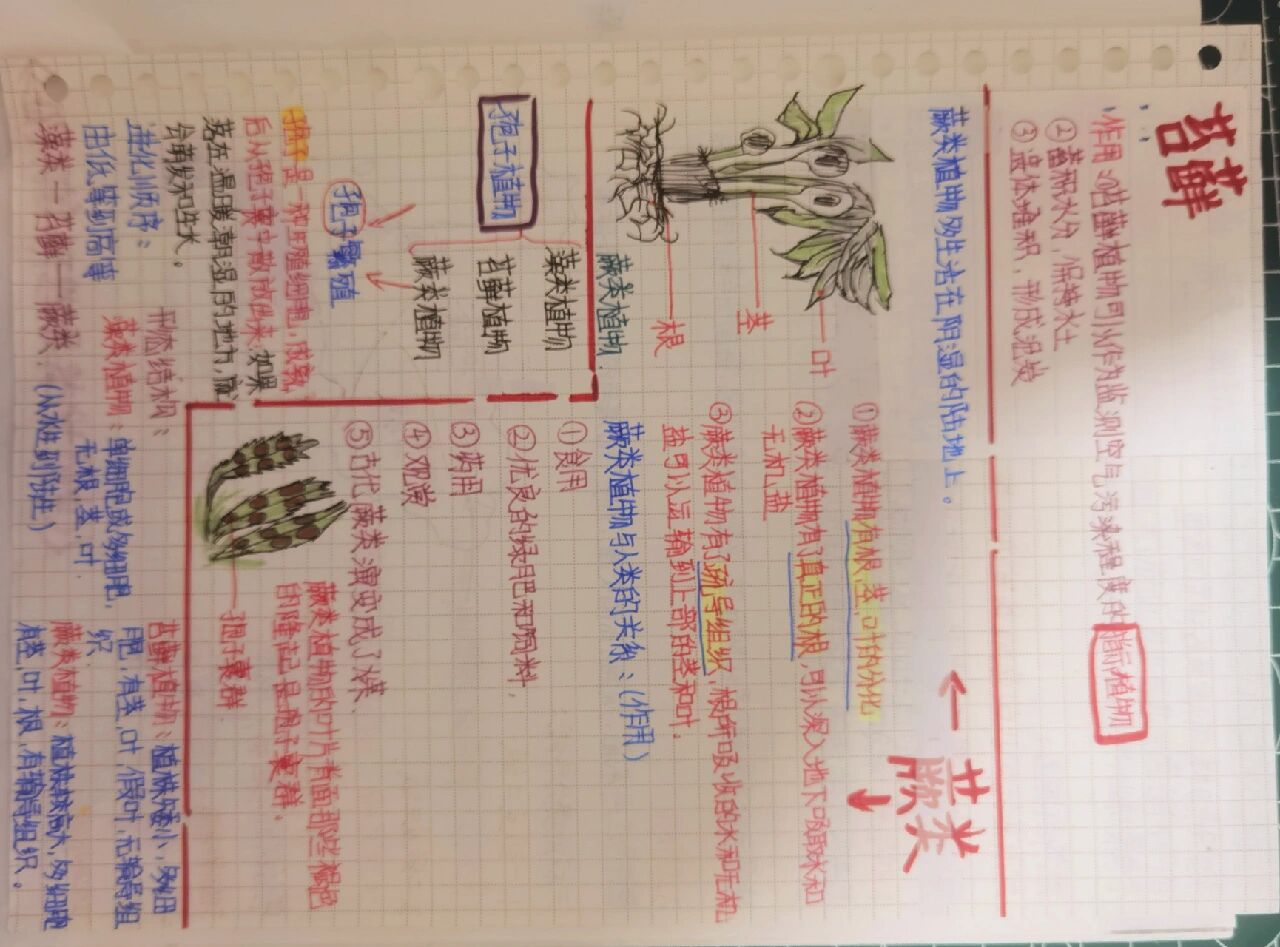 一些生物笔记(七上)藻类苔藓厥类植物     类植物 这是第一期,后面会