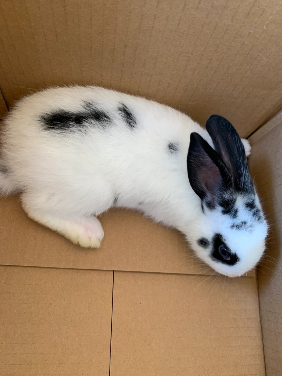 黑白道奇兔兔92 自家繁殖六只黑白道奇兔兔92 刚满月,宠物只限