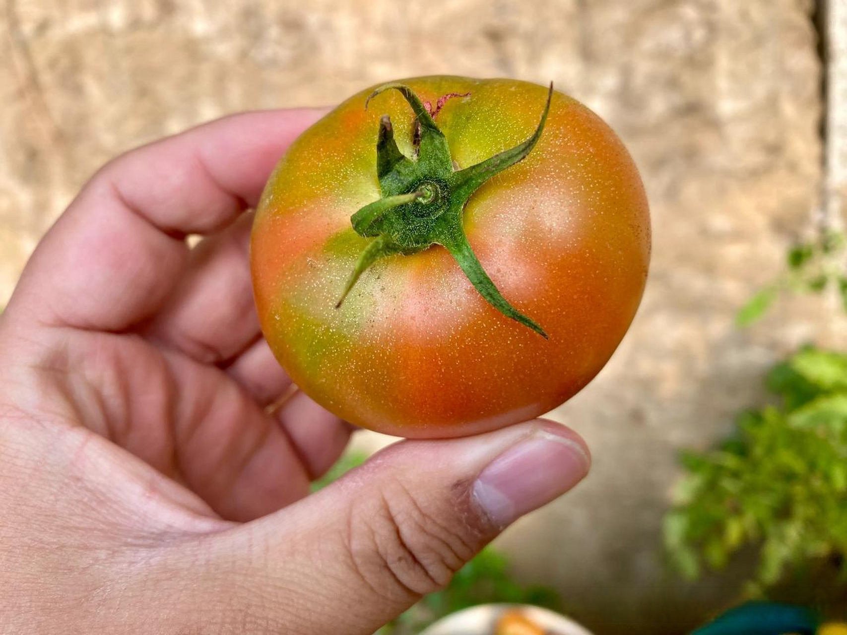 这种水果西红柿-学名纪香嘎啦果,真是西红柿味儿十足,尤其是头茬柿子