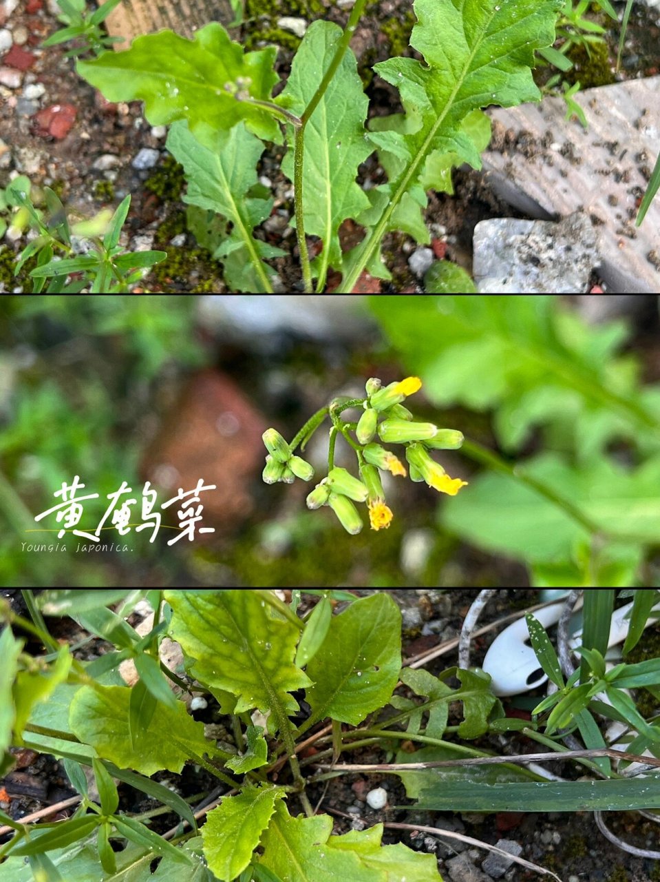 黄鹌菜花色图片