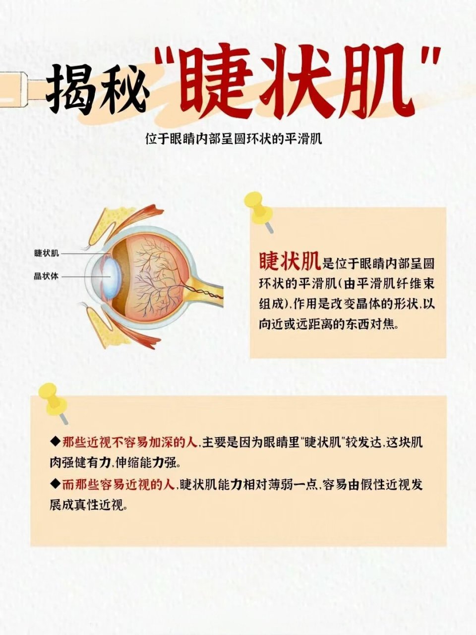 ✅我们的睫状肌是位于眼晴内部呈圆环状的平滑肌(由