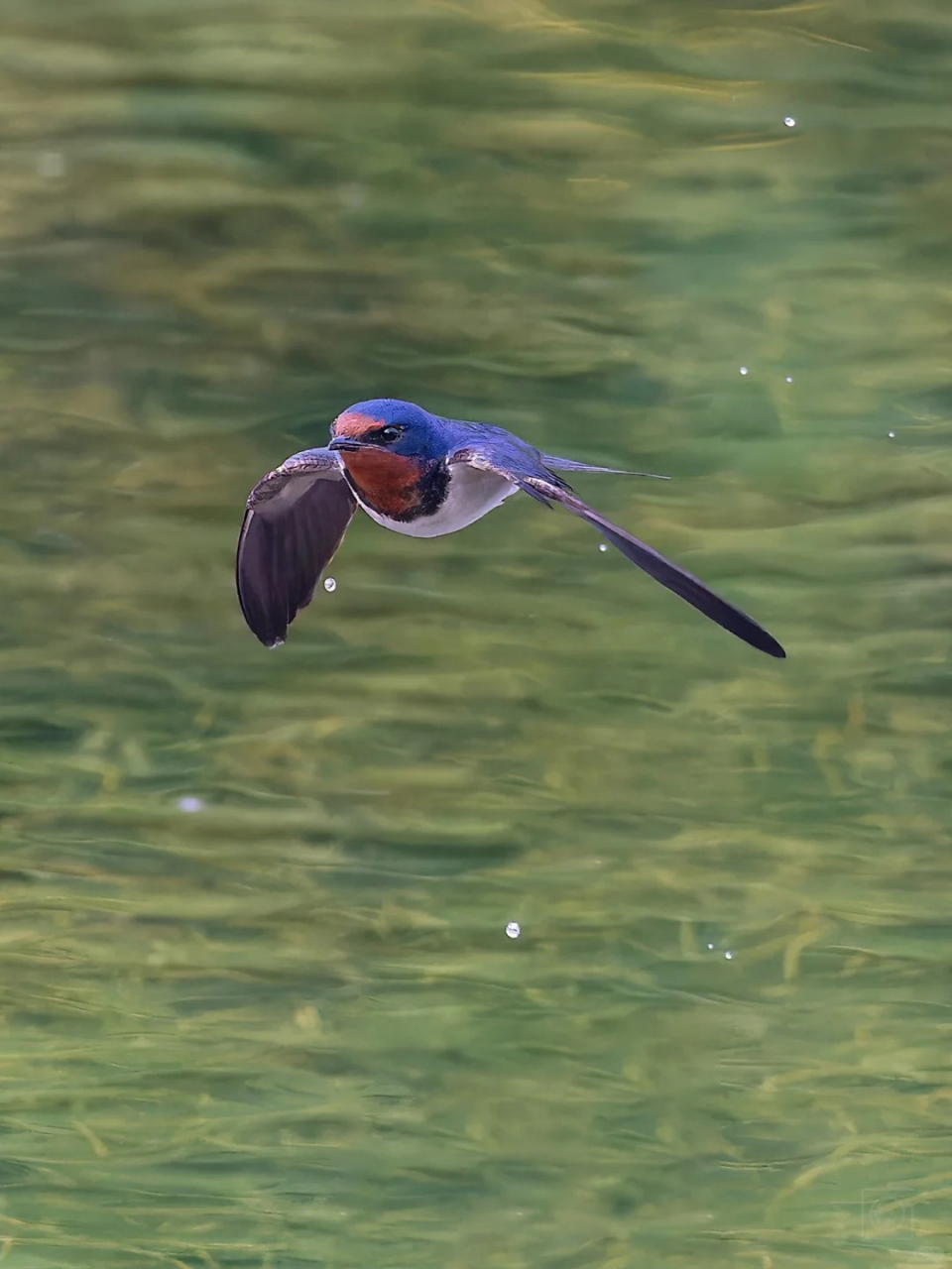 美景如画心陶醉,  共赏春光乐无穷.