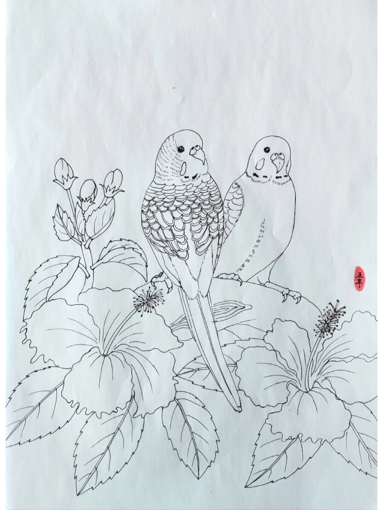 手绘临摹303天!虎皮鹦鹉