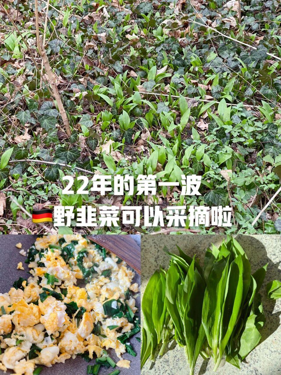 9990|树林野韭菜可以采摘啦教你熊葱炒 德国9990野韭菜 叫