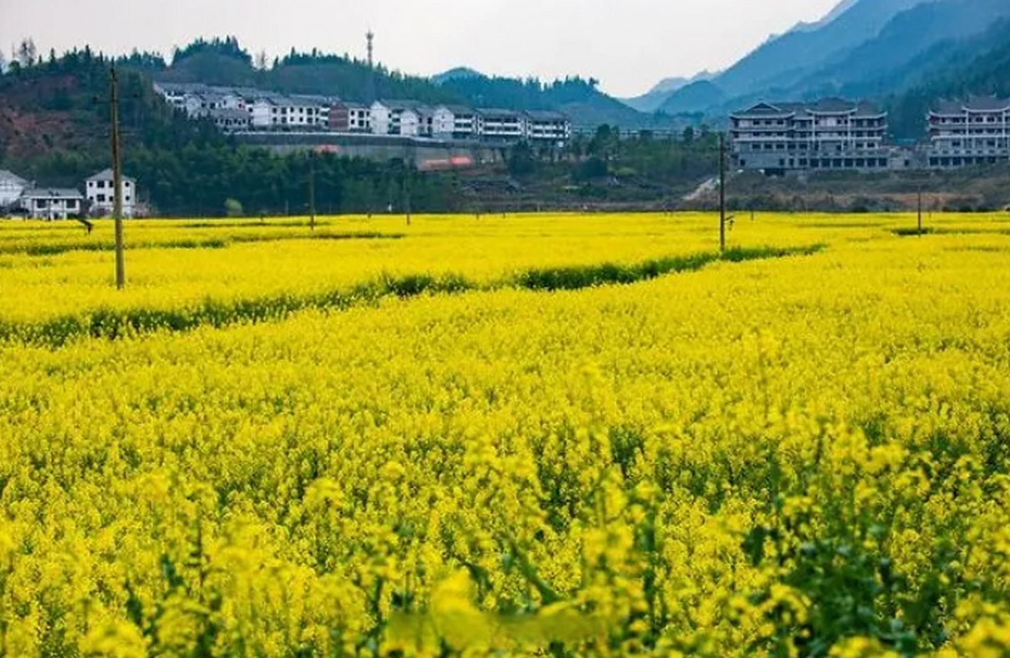 【#怀化千亩油菜花盛开# 】近日,湖南省怀化市溆浦县北斗溪镇坪溪村