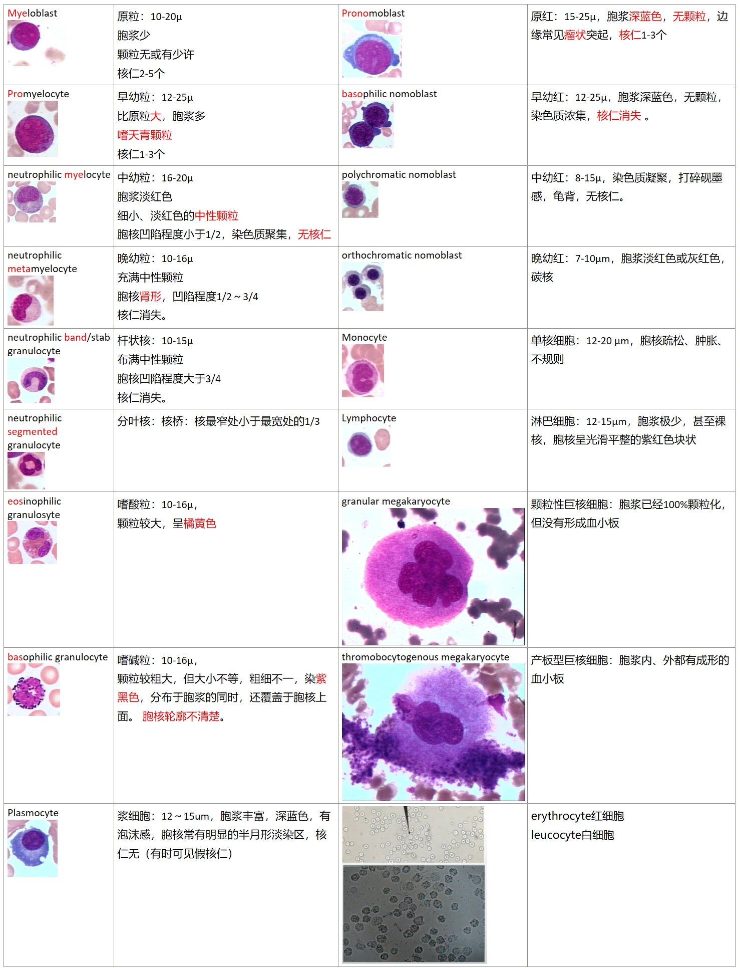 红系祖细胞图片