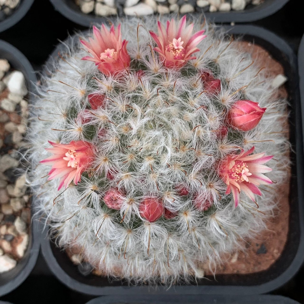 多肉之仙人球中的乳突球属白云高砂 球体绒白,质感超级好#多肉控