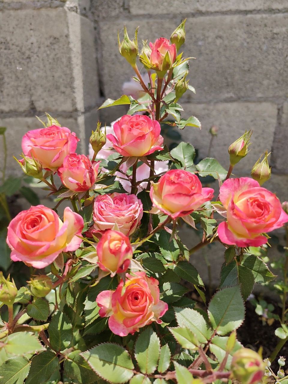 爱丽丝切花玫瑰月季!