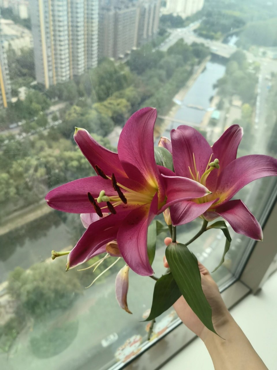 火石百合 可可爱爱的百合,深玫红色吧,香香的,养的时间也挺长的