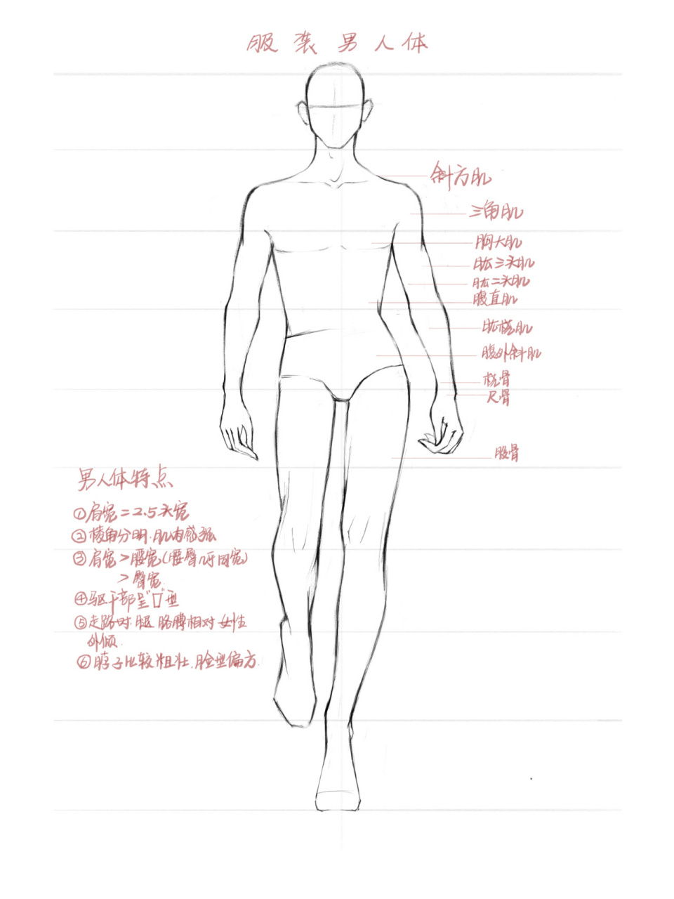 服装设计 人体结构——男人体 希望能帮助到找寻画人体方法的小伙伴