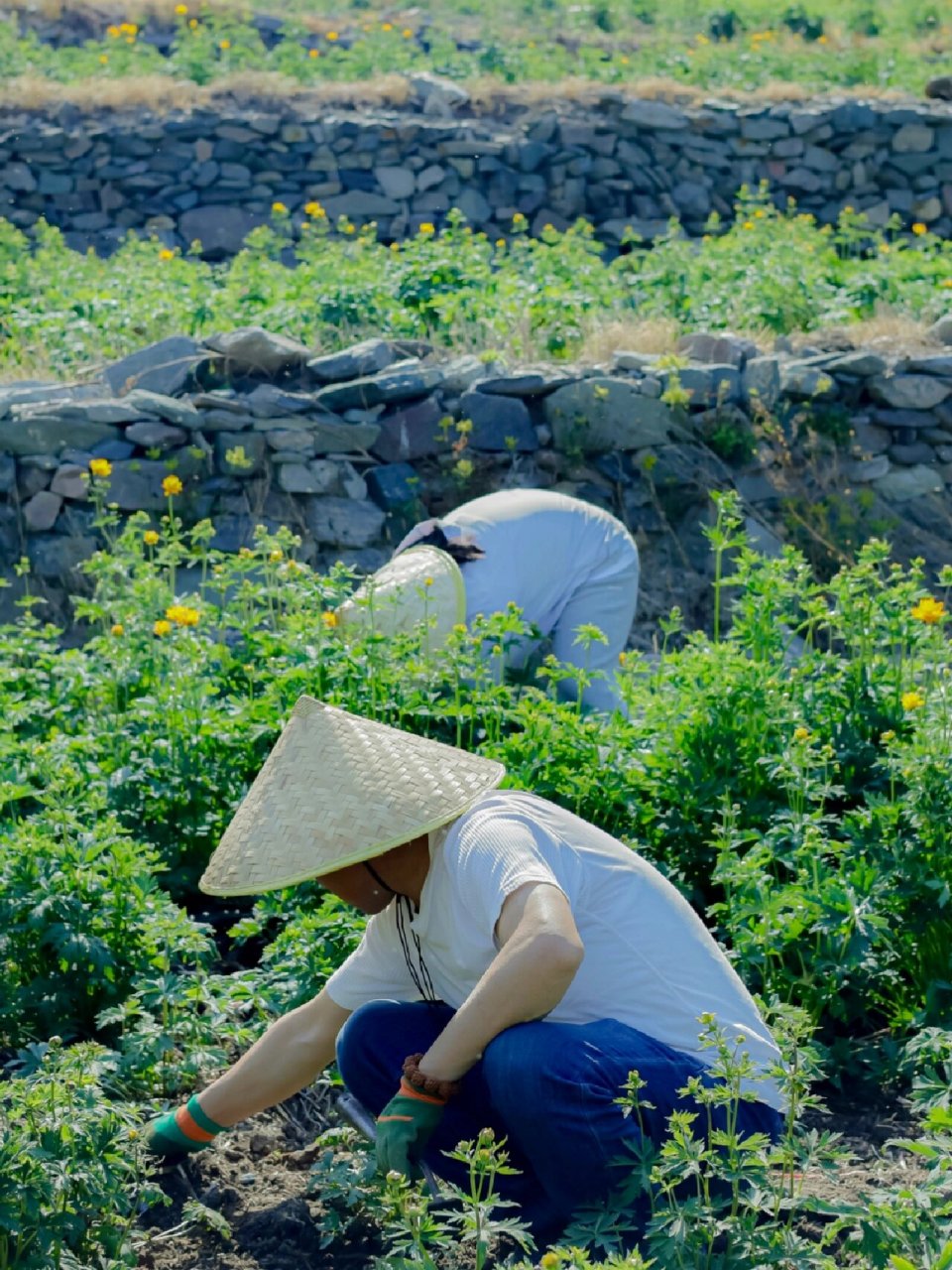 五台山静音寺义工图片