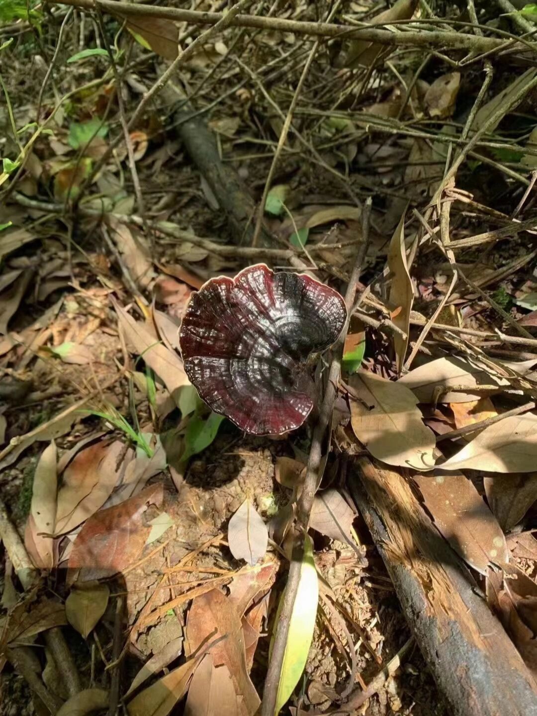 广西野生灵芝 灵芝属高温性菌类,具有软化血管,镇静安神,平压降糖等